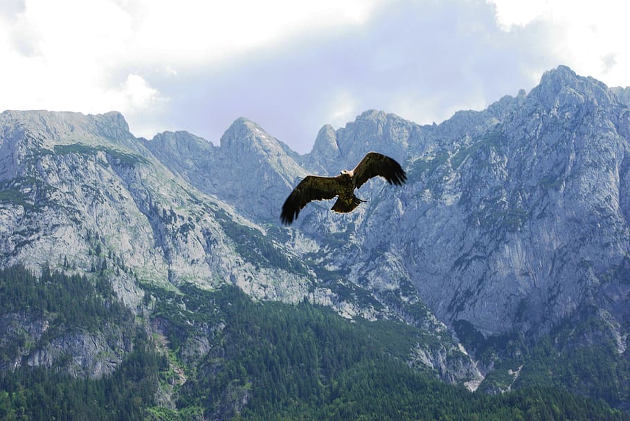 rapaz, adler, ave de rapiña, águila real, montañas, pájaro, criatura,  naturaleza, animal, temas de animales | Pxfuel