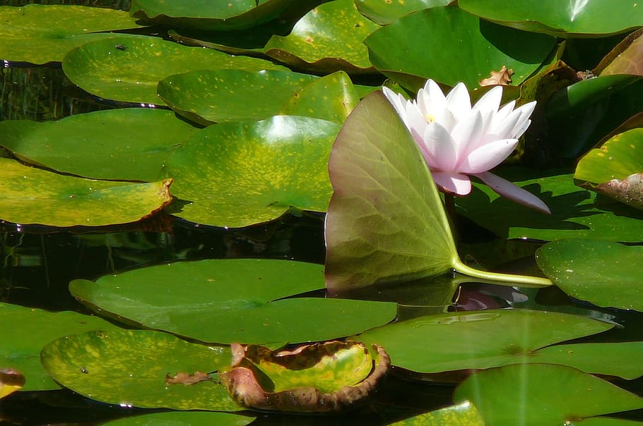Flowers, Relax, Nature, Pink, Lilly, water flower, pond, green, leaf, water lily