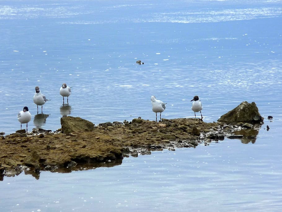 adriatic sea, rocky shore, rocky, nature, blue, seagulls, birds, bird, water, animals in the wild