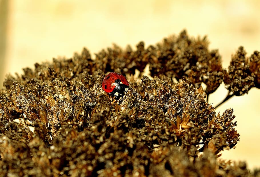 Ladybird, Macro, Insect, Animal, red, blue, season, spring, nature, close-up