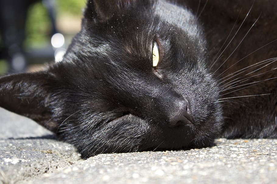 kucing mengedipkan mata, terik matahari, kucing mengantuk, kucing, mengedipkan mata, mengantuk, satu mata, ramah, kucing lucu, domestik