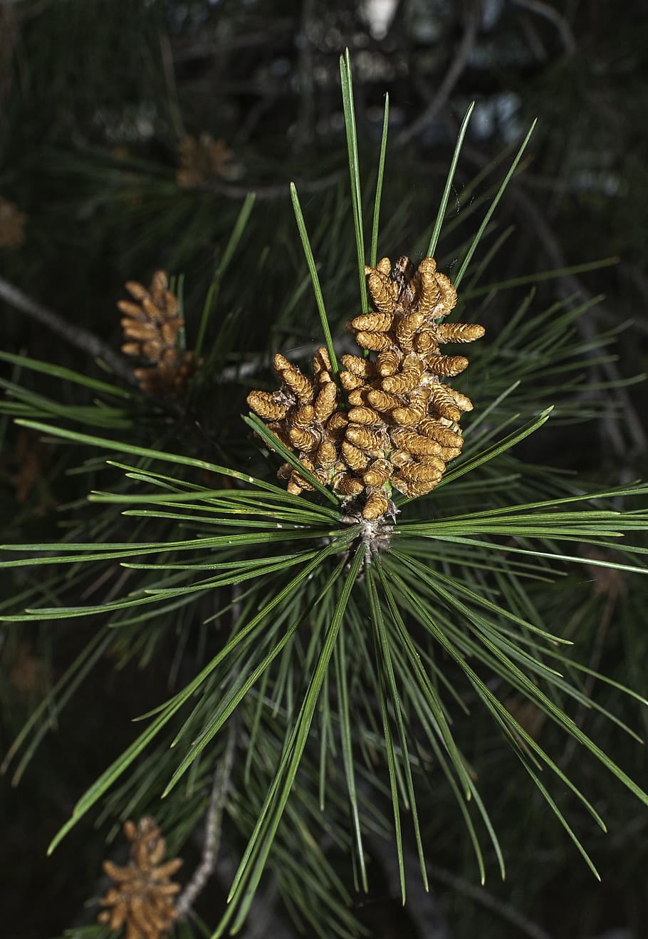 pine, tree, nature, green, pineapple, trees, forest, needles, leaves, branch