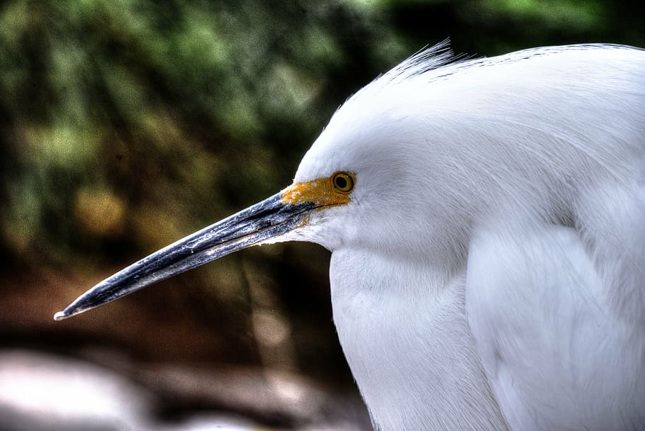 snowy egret, white, bird, wildlife, yellow, eye, closeup, close, portrait, animal themes