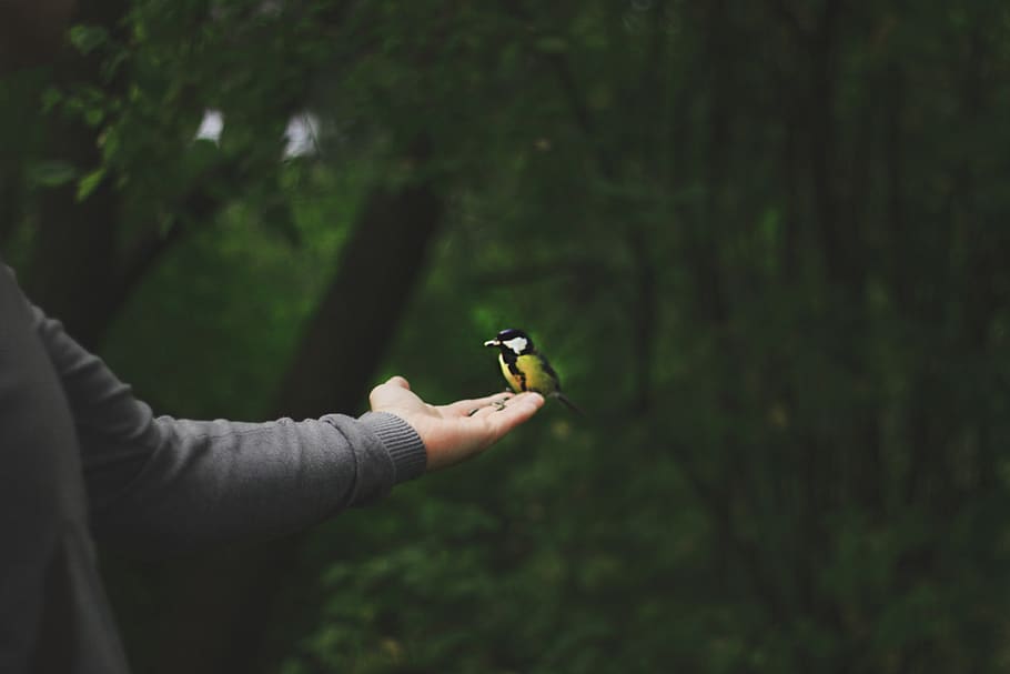 bird, woman, hand, small, nature, animals, aviary, people, person, female