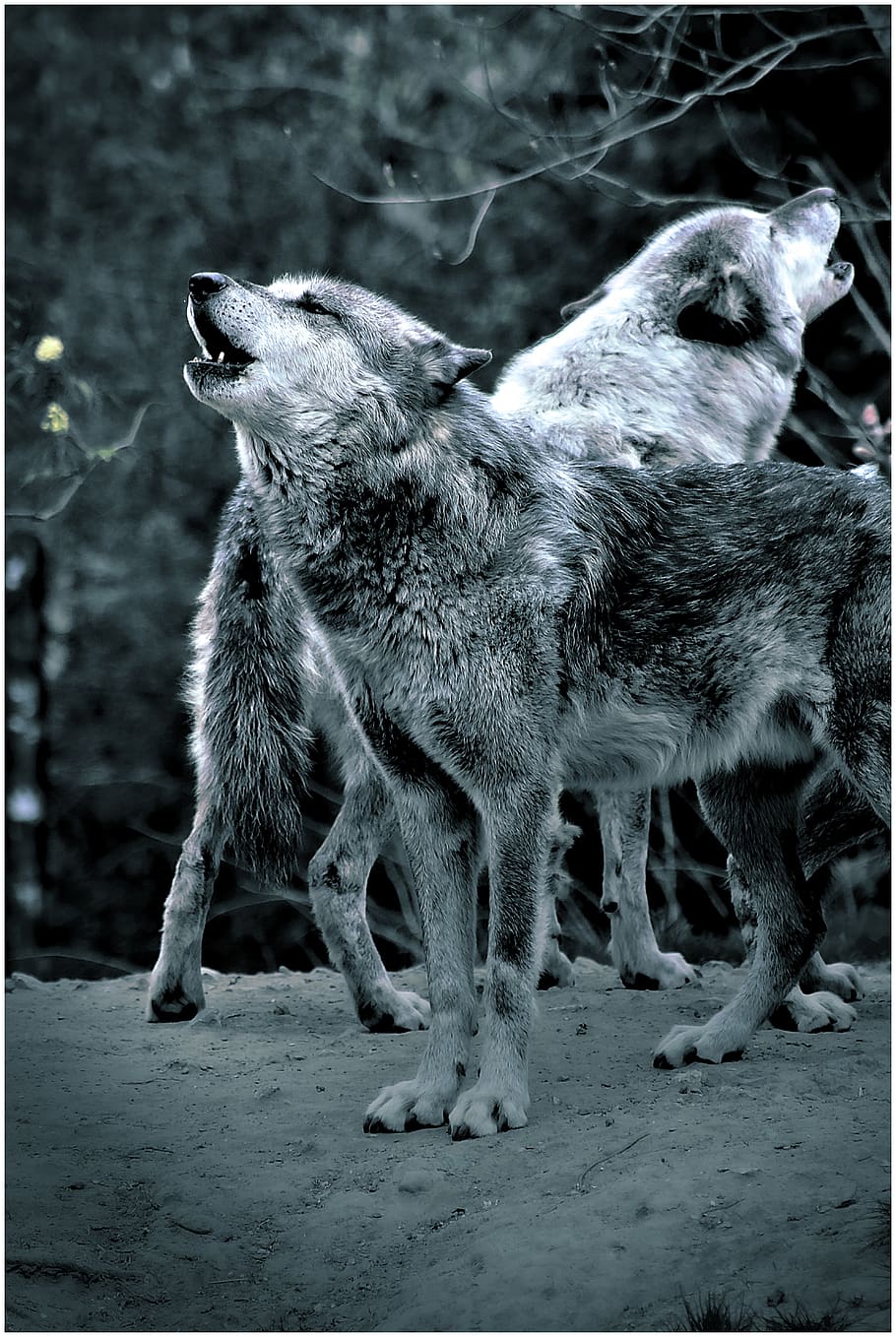 wolf, howl, forest, night, wolves, moonlight, timberwolf, dark, grey, hunter