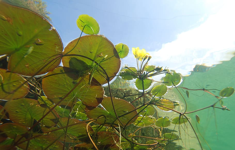 green, plant, water, underwater, photography, pond plants, aquatic plants, biotope, pond, water lily