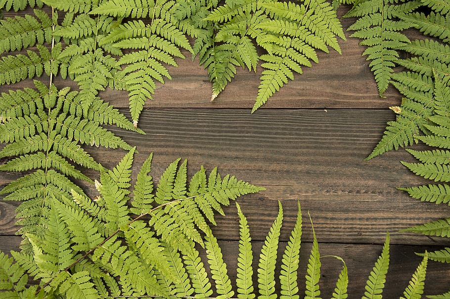 fern, frame, macro, space, foliage, tree, background, nature, texture, growth