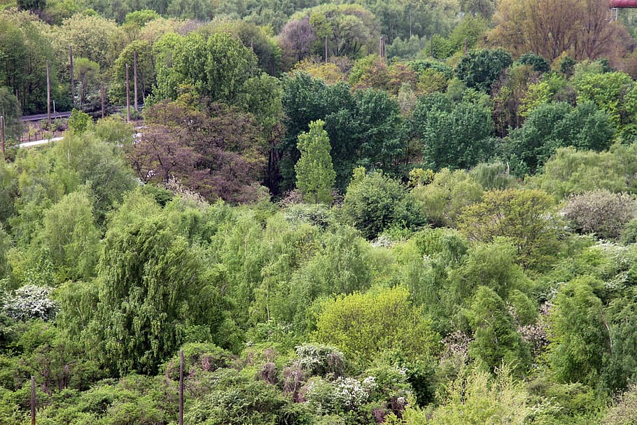 森, 自然, 雰囲気, 気分, 木, 緑, 紫, ハイキング, 夏の日, 落葉樹