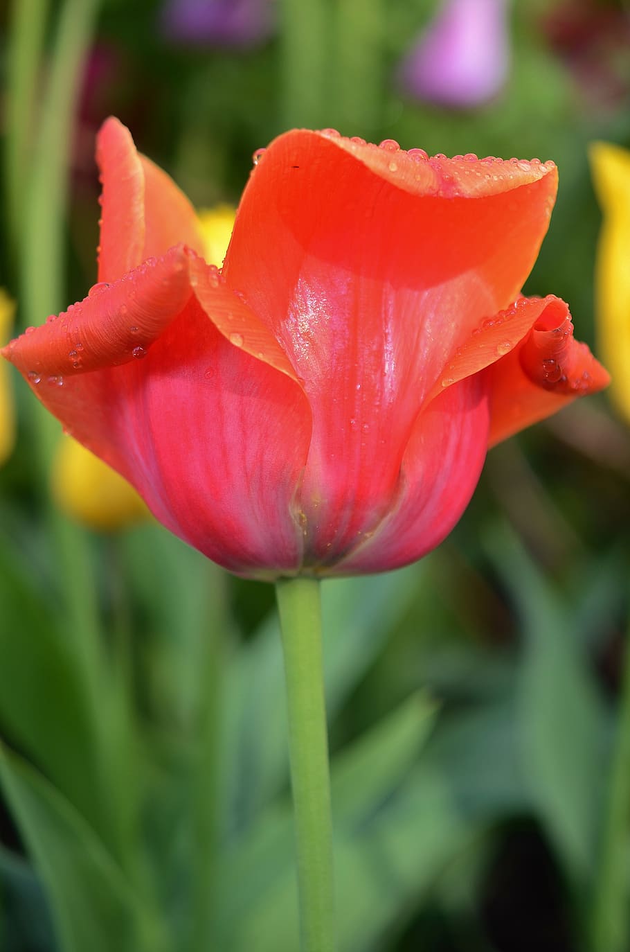 tulip, bunga, musim semi, alam, mekar, taman, merah, warna-warni, oranye, tanaman berbunga