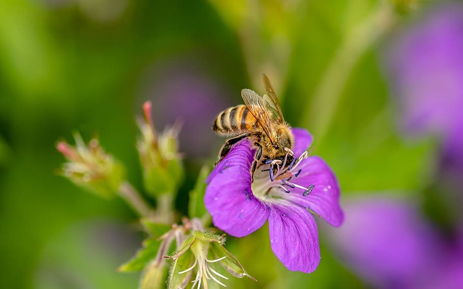 black, yellow, honey bee, purple, flower, hoverfly, dung fly, insect, nectar search, collect nectar