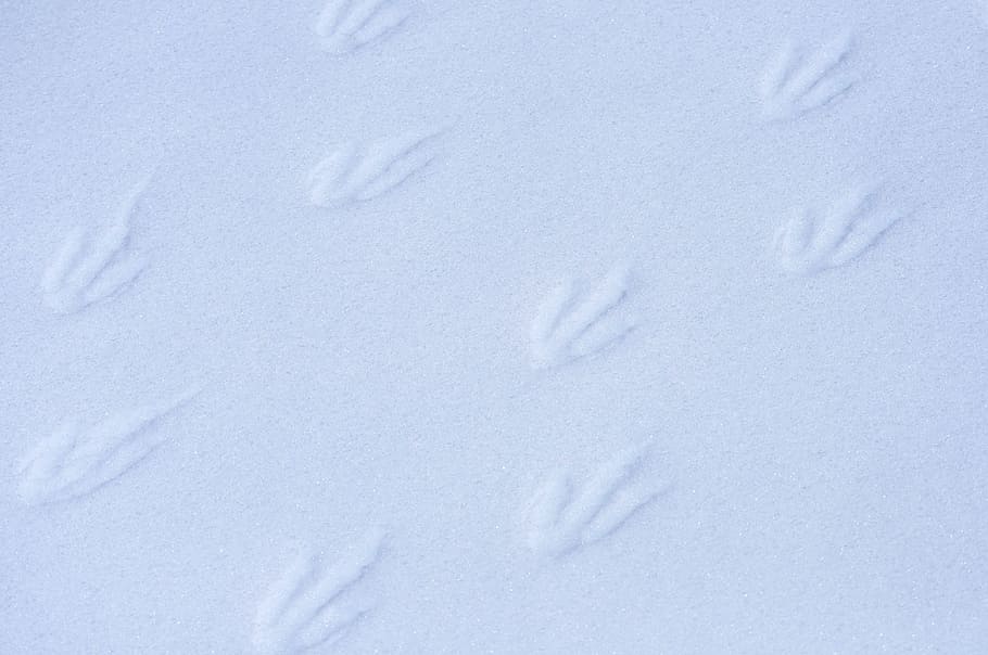 penguin, footprints, wildlife, walk, gentoo, snow, nature, white, track, animal
