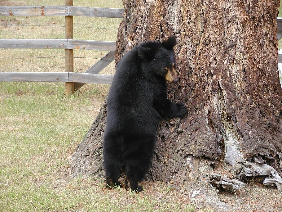 grizzly, bear, tree trunk, cub, animal, black, wild, wildlife, fence, enclosure
