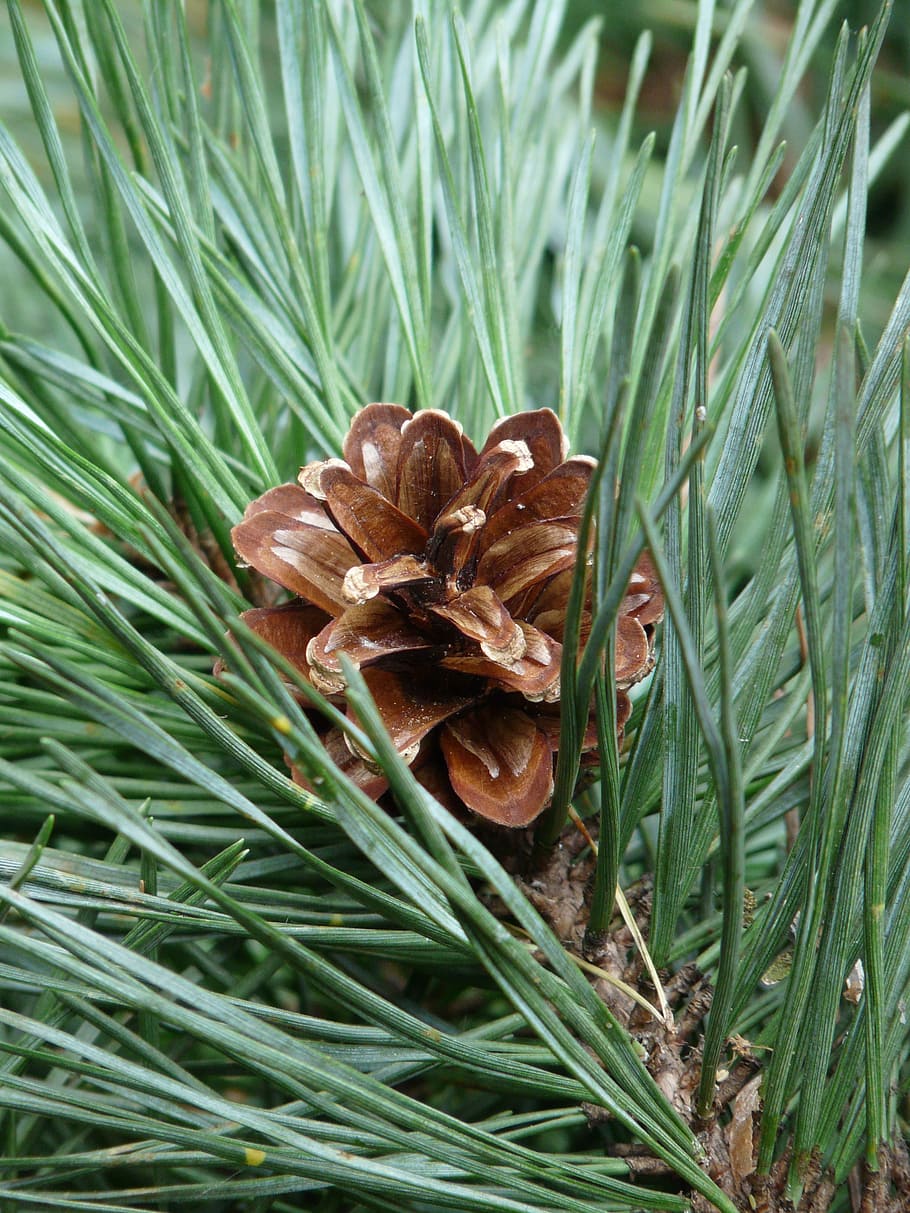 pine-branch-pine-needles-pine-tree.jpg