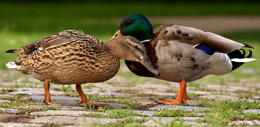 two brown ducks, ducks, pair, mallards, colorful, water bird, couple, duck bird, nature, creature