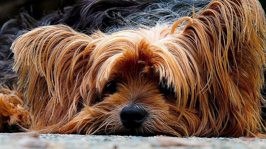 primer plano, foto, bronceado, negro, yorkshire terrier, perro, perro vago, retrato, un animal, canino