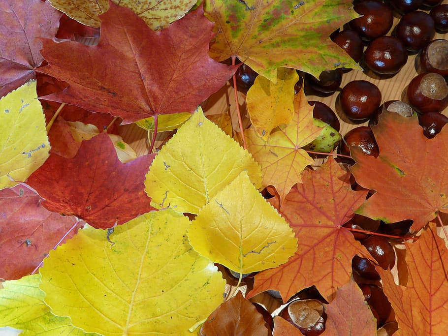 Липа Осенью Фото Листьев