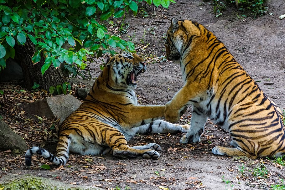 tigre de sumatra, tigre, gato grande, peligroso, zoológico, depredador, gato montés, carnívoros, mamífero, mundo animal
