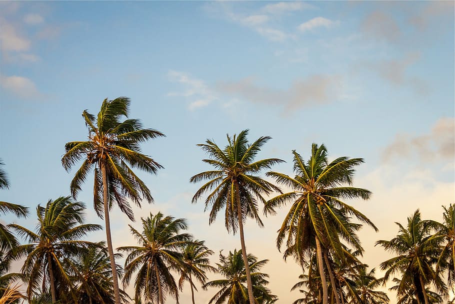 rendah, fotografi sudut, pohon kelapa, kelapa, pohon, tinggi, sudut, fotografi, pohon-pohon palem, biru
