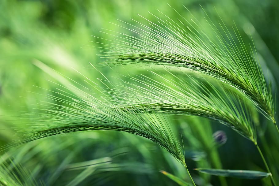foxtail barley, plant, grass, vegetation, spring, field, growth, green color, close-up, nature