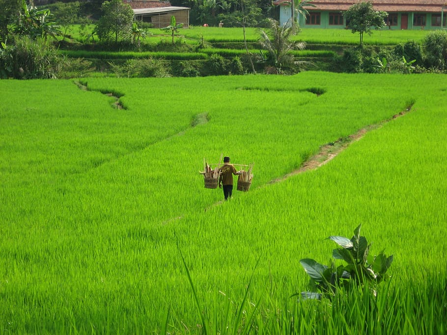 rice terraces, landscapes, agriculture, terrace, asia, indonesia, plant, field, green color, growth