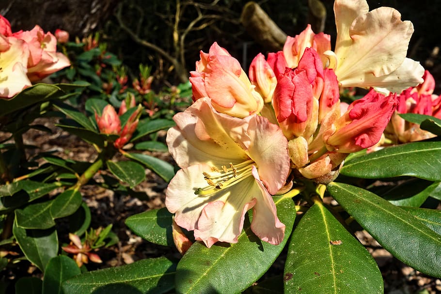 rododendro, flor, arbusto, floración, mayo, junio, pétalo, estambre, hojas,  planta floreciendo | Pxfuel