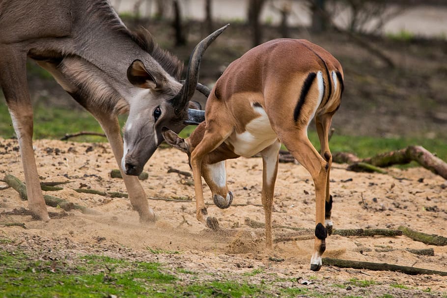 large kudu, antelope, africa, kudu, antler, african, savannah, young animal, get it all, play