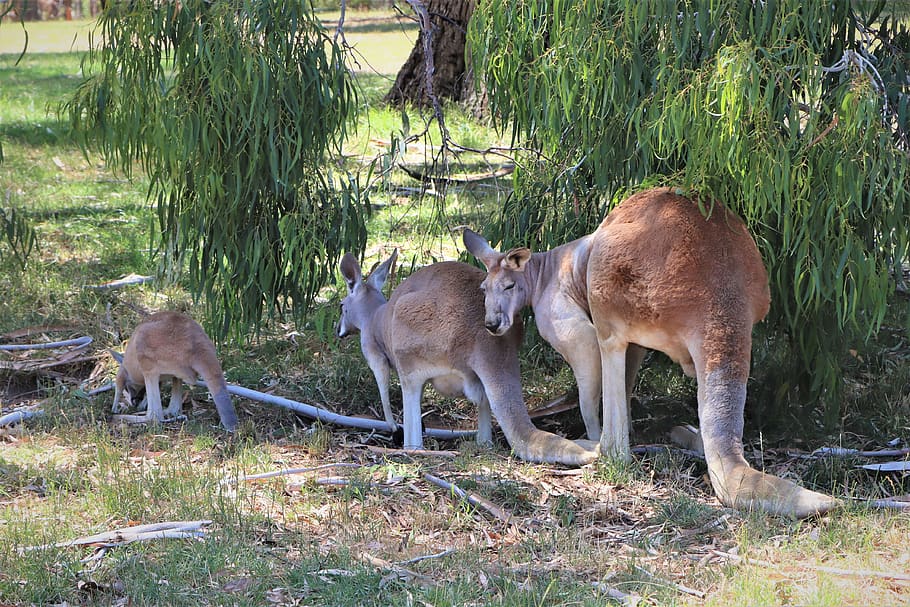 kangaroo, family, hopping, marsupial, male, female, baby, adelaide, animal, aussie