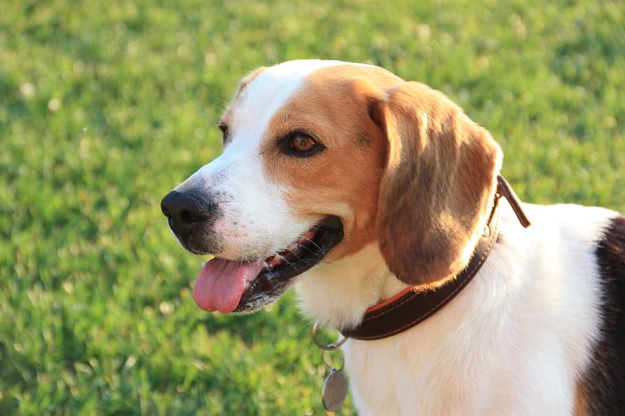 selektif, foto fokus, hitam, tan, putih, anak anjing beagle, bidang rumput, anjing, beagle, hewan peliharaan