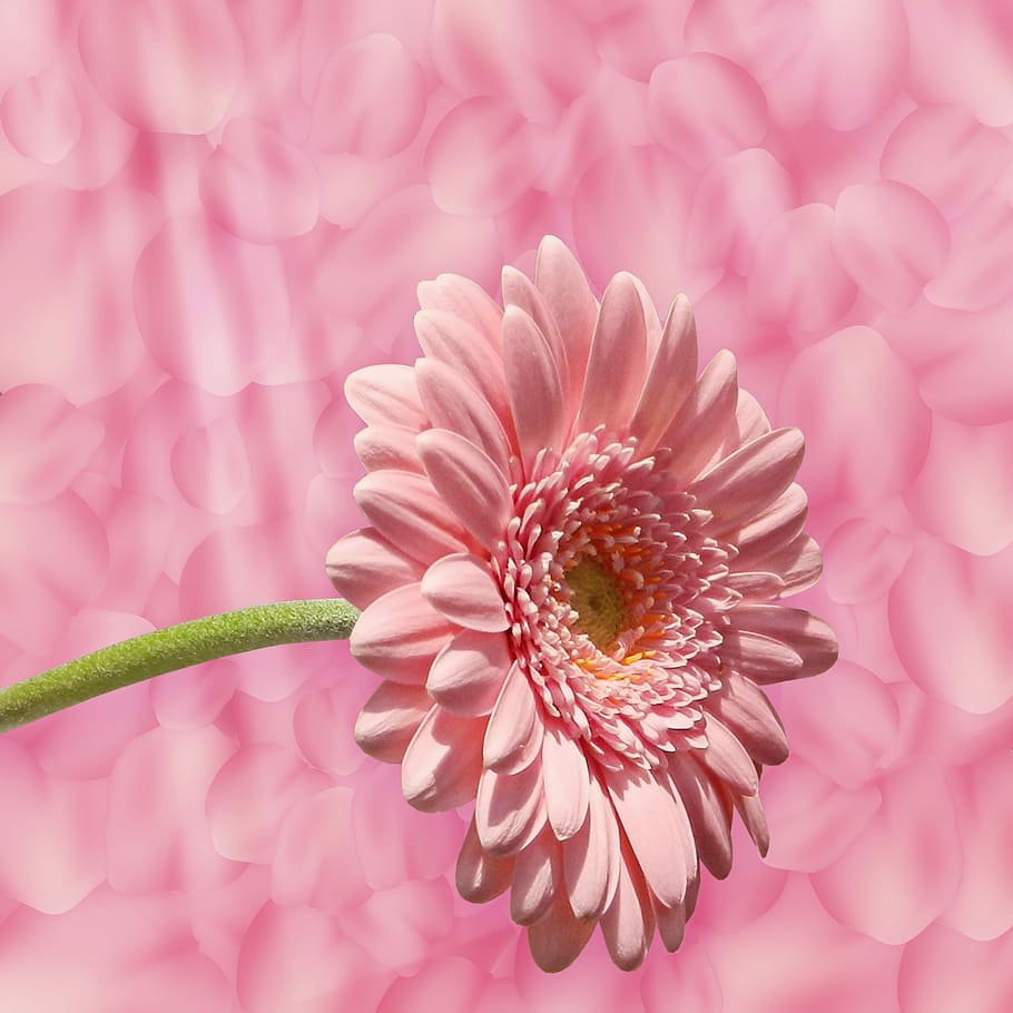 merah muda, daisy, latar belakang, tekstur latar belakang, bunga, kelopak, desain, bunga merah muda, jatuh bunga, tanaman berbunga