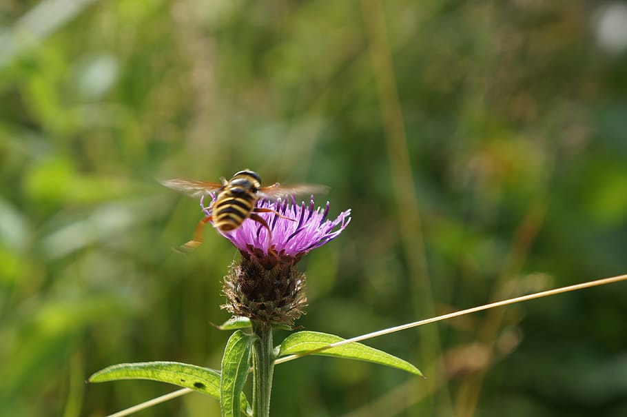 Thistle, Bee, Flower, Plant, Insect, nature, wild, pollen, green, purple