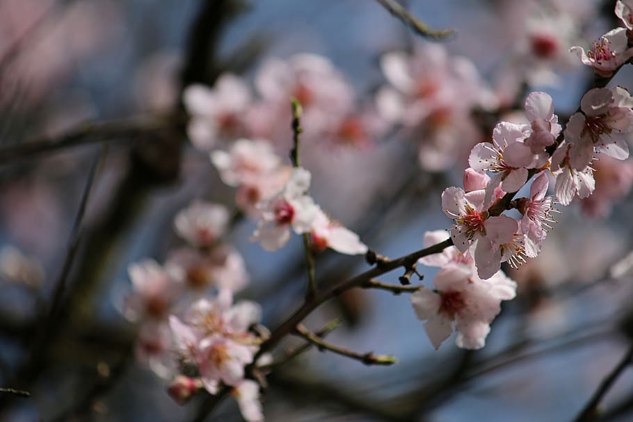 almendra, rosa, primavera, flor, bloom, naturaleza, flora, floración, flor  de almendro, pétalos | Pxfuel