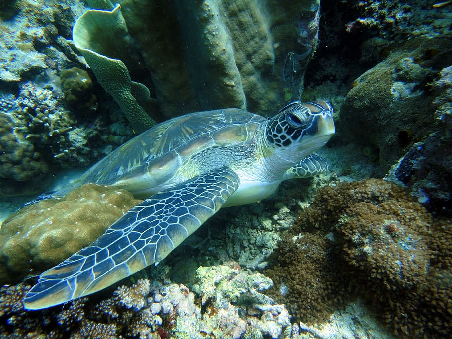 sea turtle, coral, reef, turtle, animal, reptile, underwater, wild, sea, water