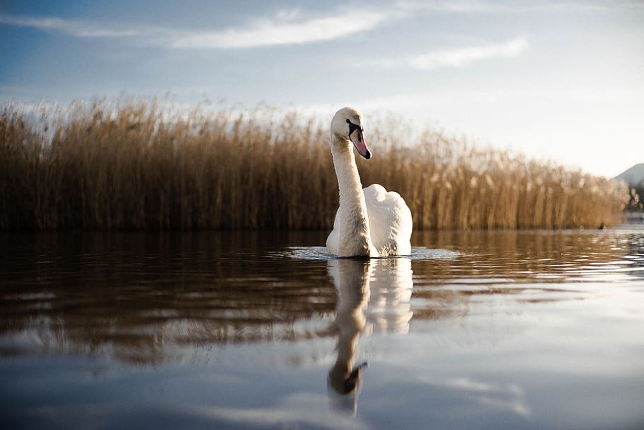 swan, river, swim, calm, happy, reflection, reeed, blue sky, summer, animal
