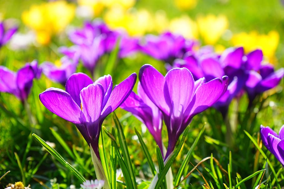 púrpura, flor de azafrán, selectivo, fotografía de enfoque, azafrán, flor, primavera, flor de primavera, planta floreciendo, planta