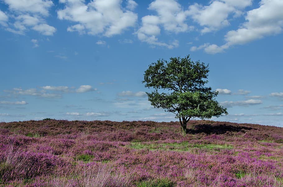green, tree, surrounded, purple, grass, white, clouds, daytime, heather, moorland