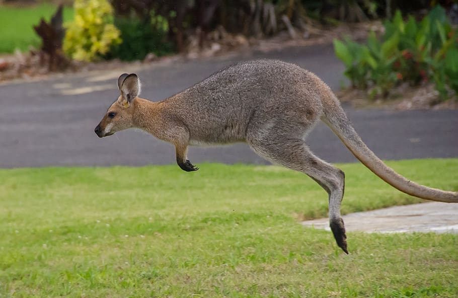 wallaby, wallaby de cuello rojo, marrón, gris, saltando, en movimiento, australia, queensland, marsupial, salvaje