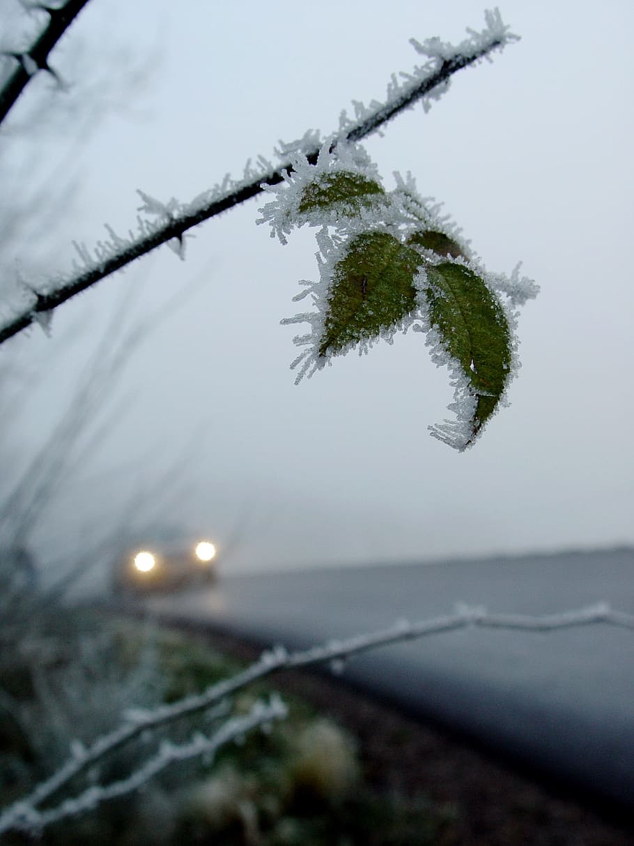 close-up photography, frozen, green, leaf, school start, risk, ice, road, view ratio, slippery roads