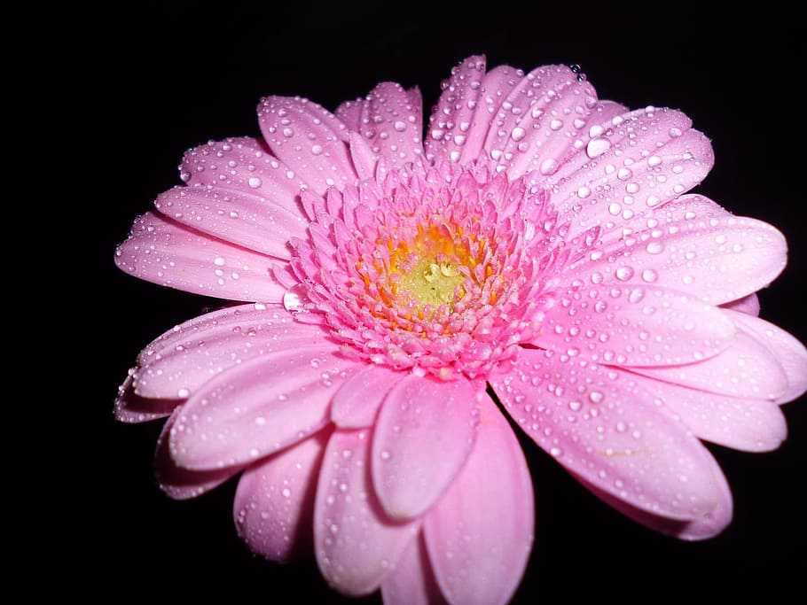 水露, ピンク, 花弁の花, 花, ガーベラ, 一滴の水, 開花植物, 脆弱性, 水, ドロップ