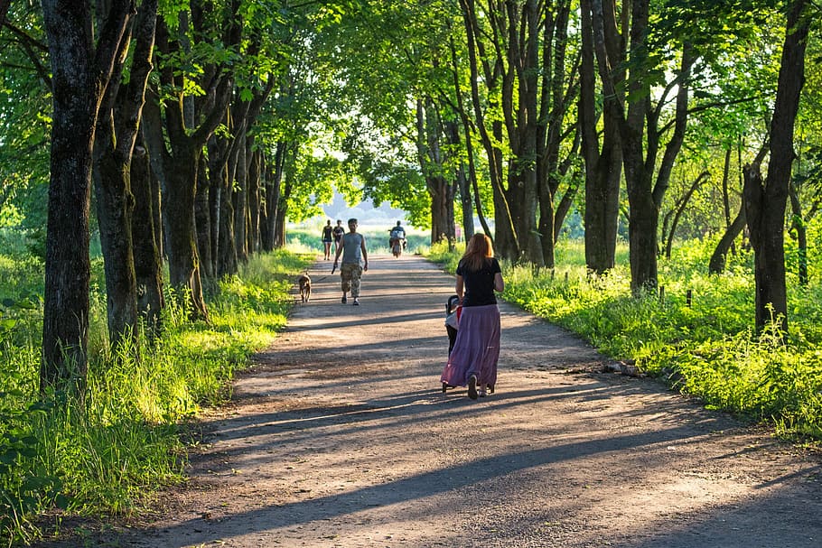 people, waking, soil road, trees, day, alley, basswood, river, track, stroll