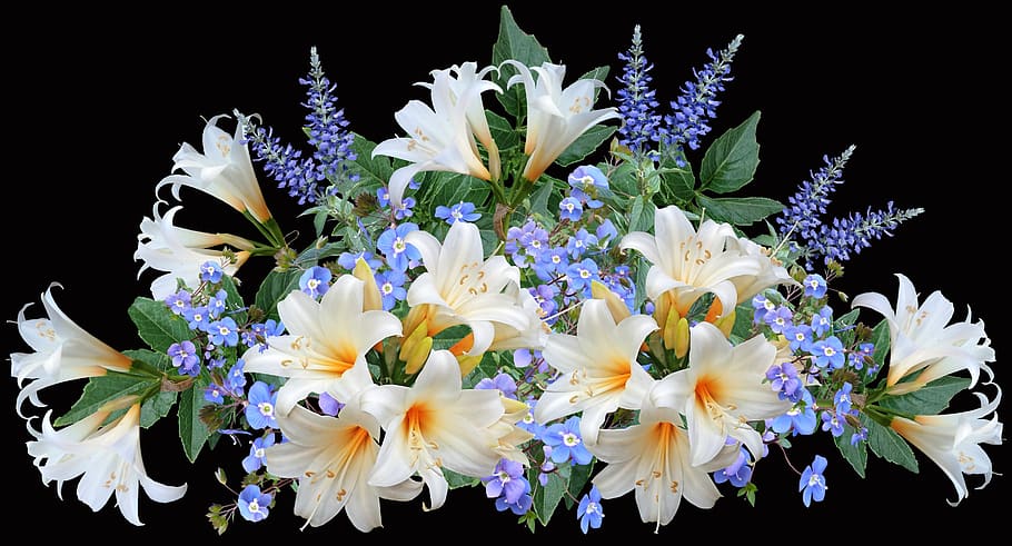 lilies, white, blue, flowers, arrangement, garden, nature, flowering plant, flower, plant