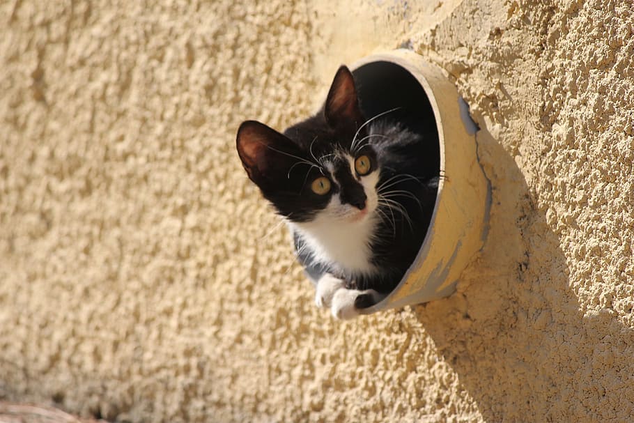 black, white, cat, bowl, 3sixty, kitten, cat in tube, greece, chios, pets