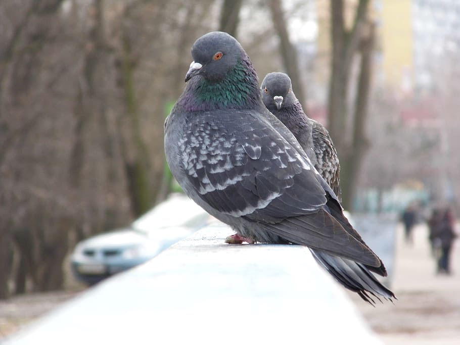 ハト フェンス 鳥 自然 動物 鳩 鳥 羽 アウトドア 野生動物 くちばし Pxfuel