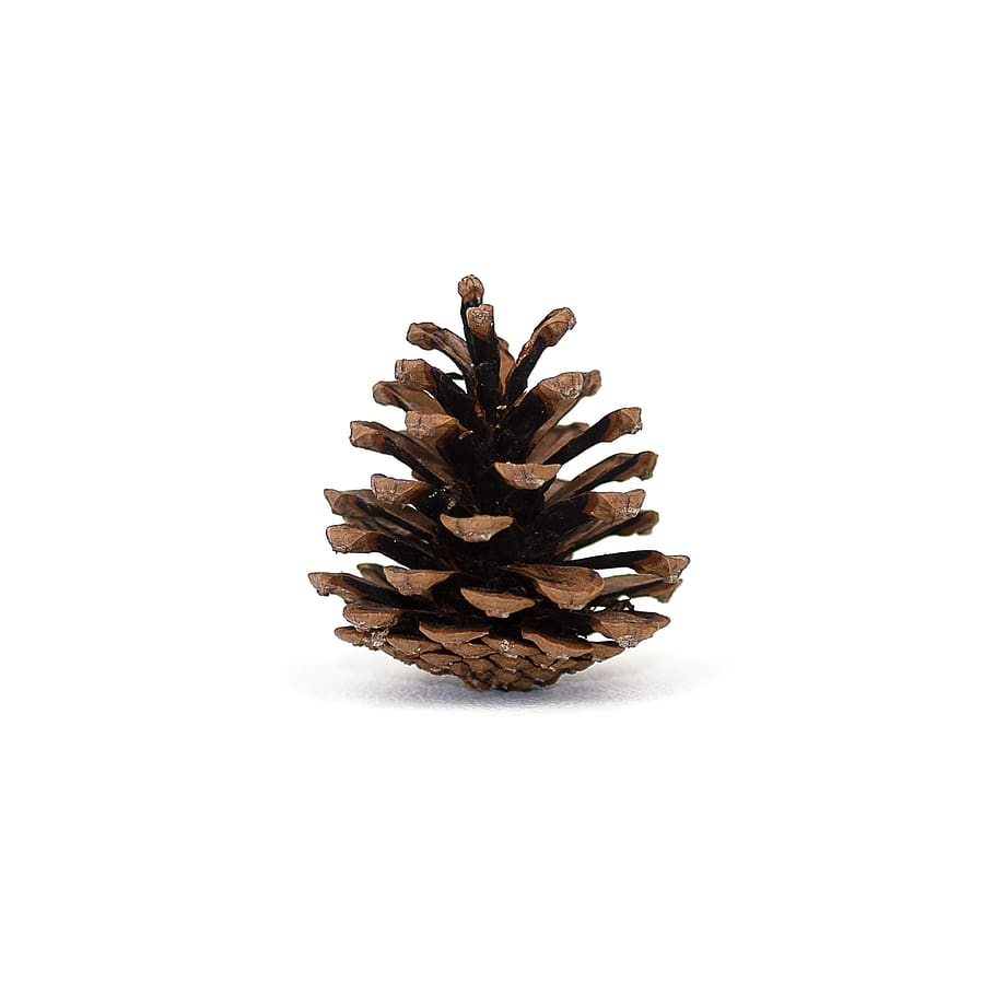 pinecone, background, pinecones, white background, tree, brown, winter, decoration, studio shot, pine cone