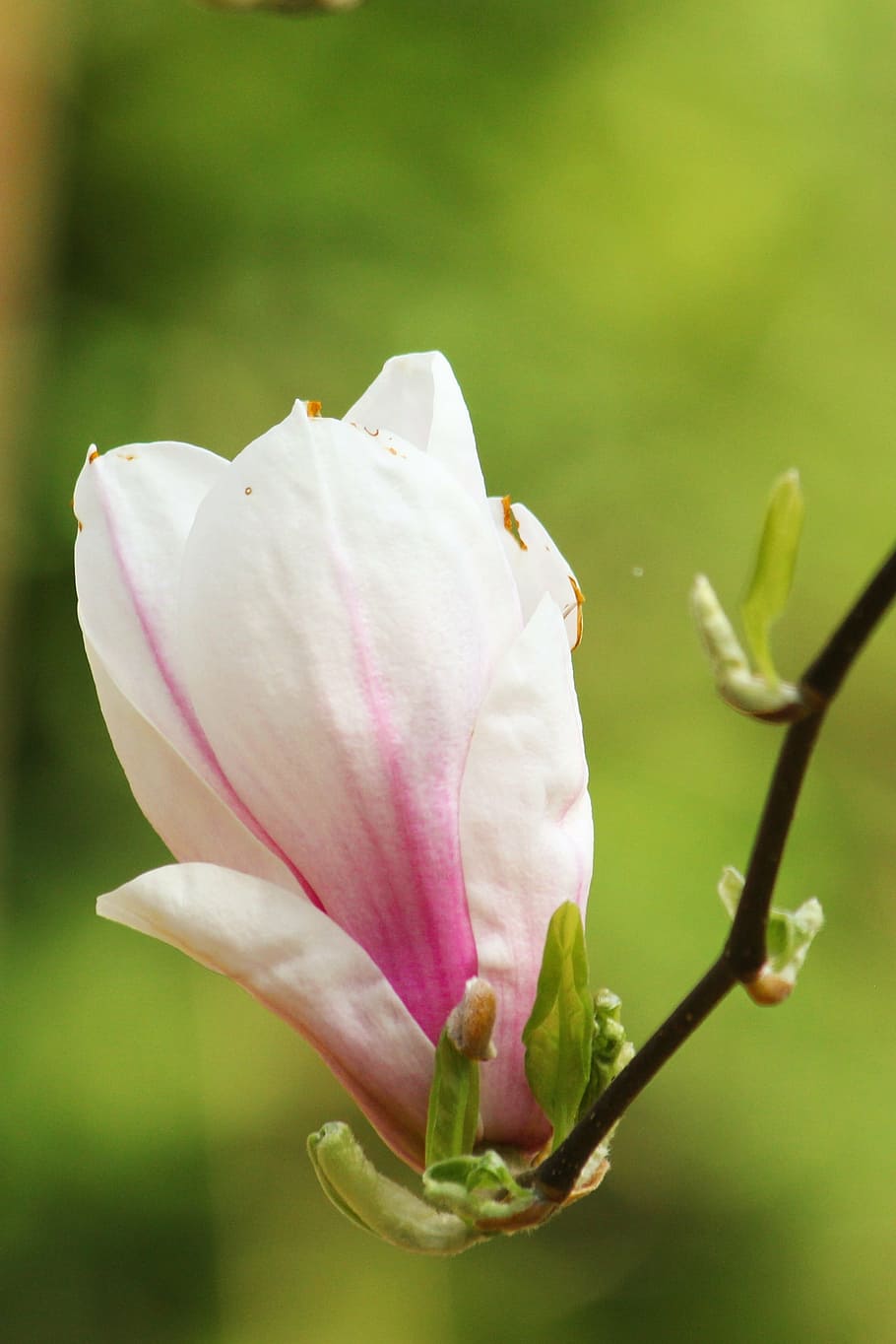 magnolia, flor, primavera, rosa, árbol de flores, árbol floreciente,  cerrar, naturaleza, planta, pétalo | Pxfuel