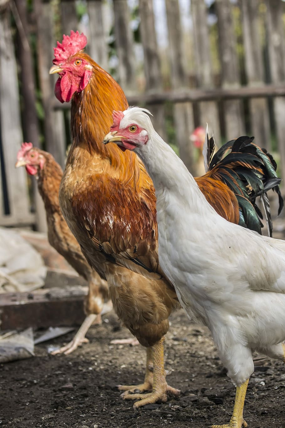 Cock, Hen, Poultry, Barton, domestic animal, village, animal, winged, bird,  male fowl | Pxfuel