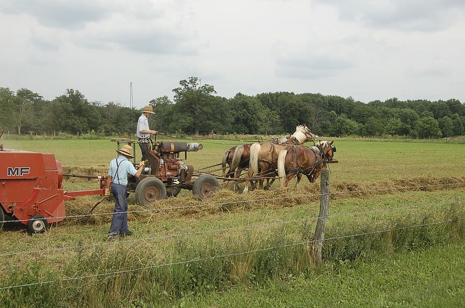 two, person, horses, field, Amish, Farming, Horse-Drawn, haying, agriculture, country