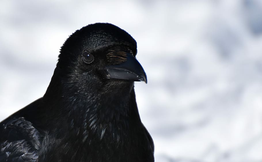 fotografía de primer plano ofg, negro, cuervo, pájaro cuervo, córvidos, naturaleza, proyecto de ley, animal, mundo animal, Temas de animales