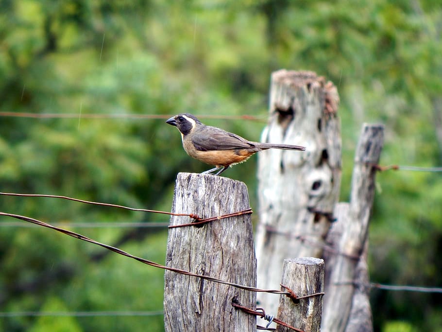 bird, canguçu, rio grande do sul, vertebrate, animal themes, animal, animal wildlife, animals in the wild, perching, focus on foreground