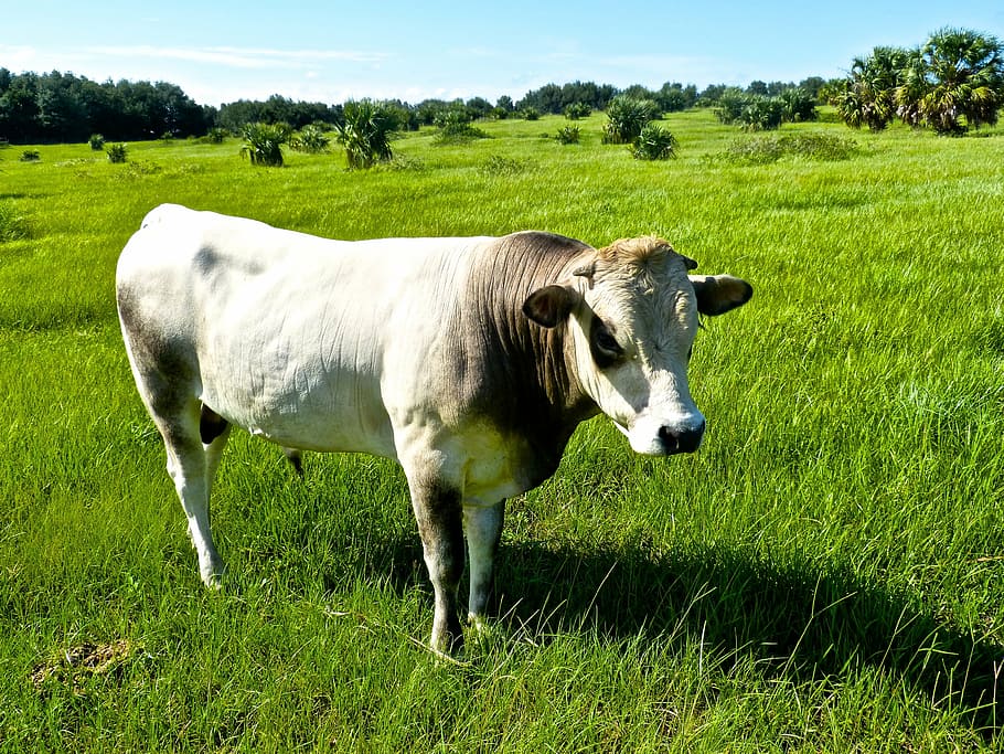 bull, pasture, grass, grazing, cattle, cow, livestock, farming, agricultural, countryside