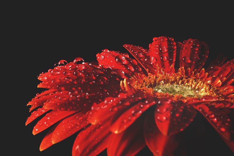red, flower, water, drops, nature, flowers, natural, wet, petal, gerbera Daisy